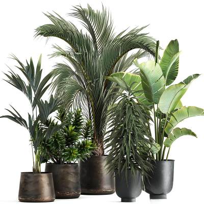现代散尾葵绿植盆栽